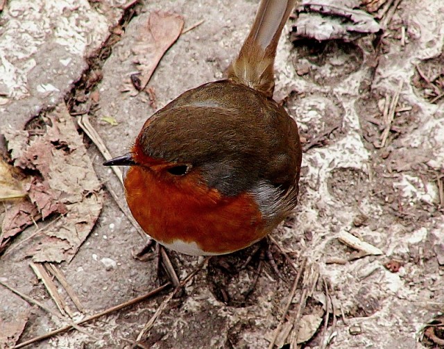 Симпатяга | Author Nikolai Kadrev - MoiaMilost | PHOTO FORUM