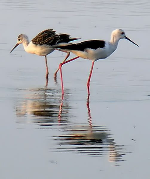 В коя посока си, че аз съм в друга... | Author Ivaylo Nikolov - vulkano | PHOTO FORUM