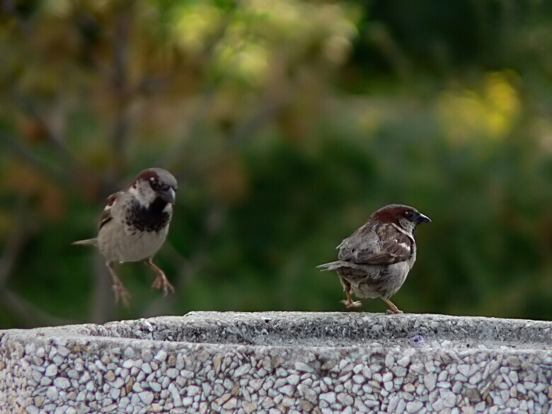 хоп-троп | Автор Георги Симеонов - zaiko | ФОТО ФОРУМ