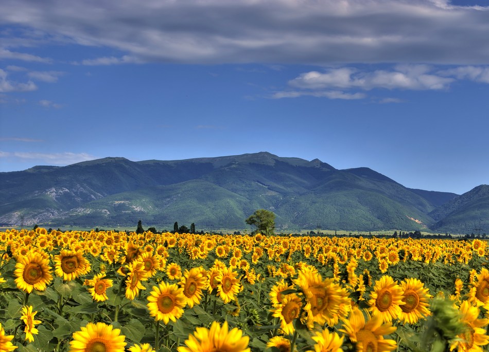 И хиляди слънца... | Author Alen Rusev - dok67 | PHOTO FORUM