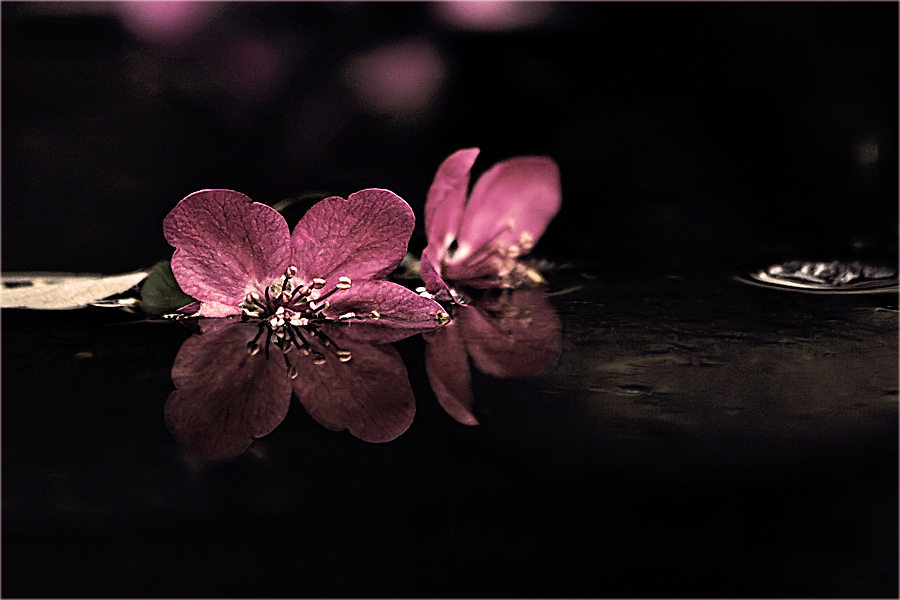 Lonesome Spring V | Author Yanko Pahnev - Yanko-Panko | PHOTO FORUM