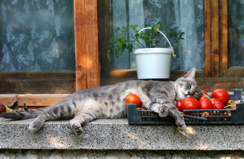 За котките и доматите... или един следобед на Котак Амсалакович. | Author Boyana Petrova - Lokole | PHOTO FORUM