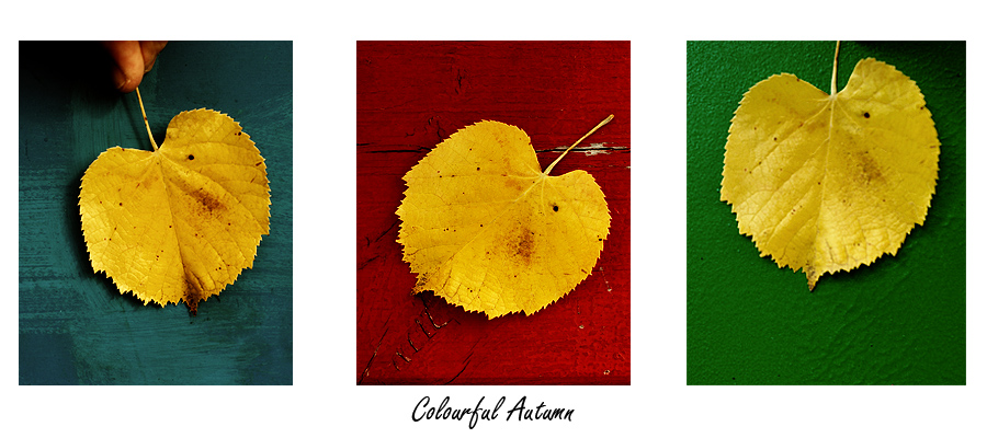 Photo in Naturmort | Author Teodor Todorov - coverdale84 | PHOTO FORUM