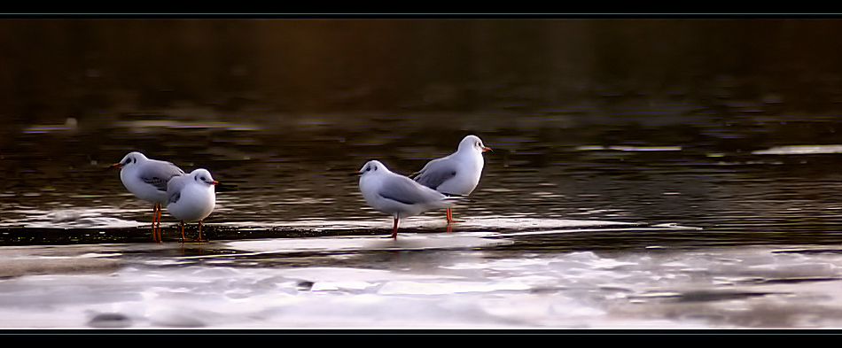 2+2 | Автор Любомир Alexandrov - alexandrov82 | ФОТО ФОРУМ