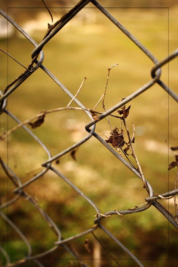 *** | Author Tzveti Kopcheva - dandelion | PHOTO FORUM