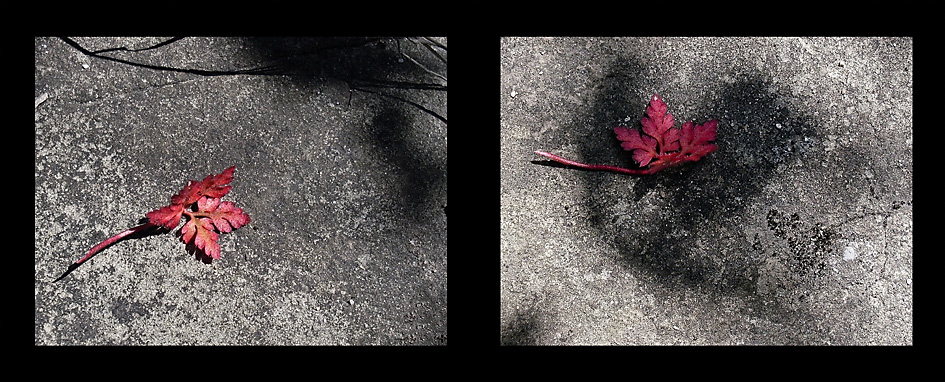 Вече си в сърцето ми ... | Author Bobi Valeva - bobi_valeva | PHOTO FORUM