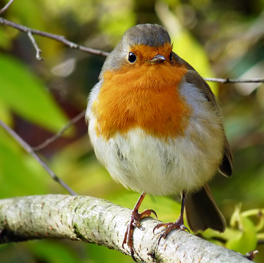 Червеношийка - Erithacus rubecula | Author silvia kostadinova - sylvia ...