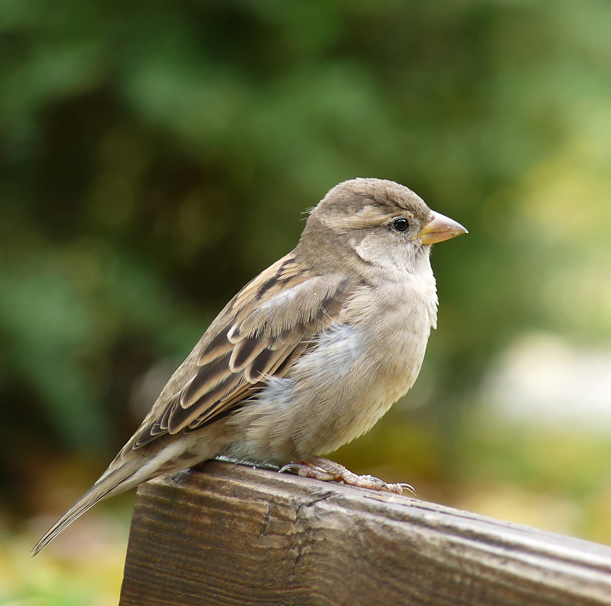 Домашно врабче - Passer domesticus | Author silvia kostadinova - sylvia ...