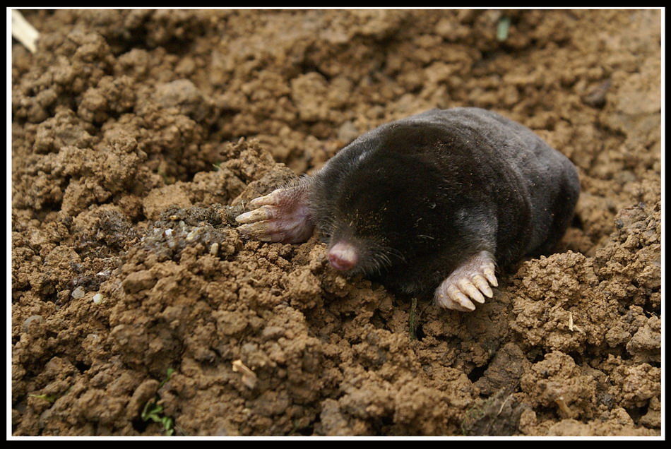 къртица (Talpa europaea) | Author georgi georgiev - gogopicture | PHOTO ...