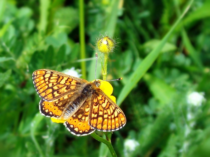 Еuphydryas aurinia от Rayna Ivanova - r_iva