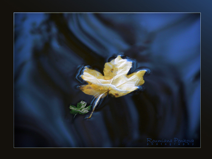 ... | Author Rumiana Penkova - pumona | PHOTO FORUM