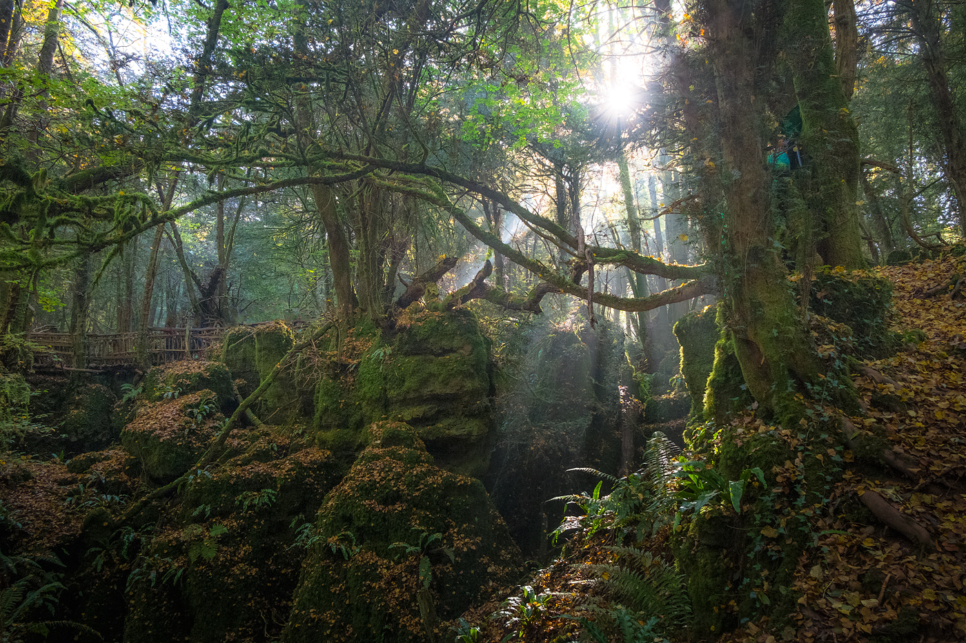 Puzzlewood 2 от viktor vichev - victorio