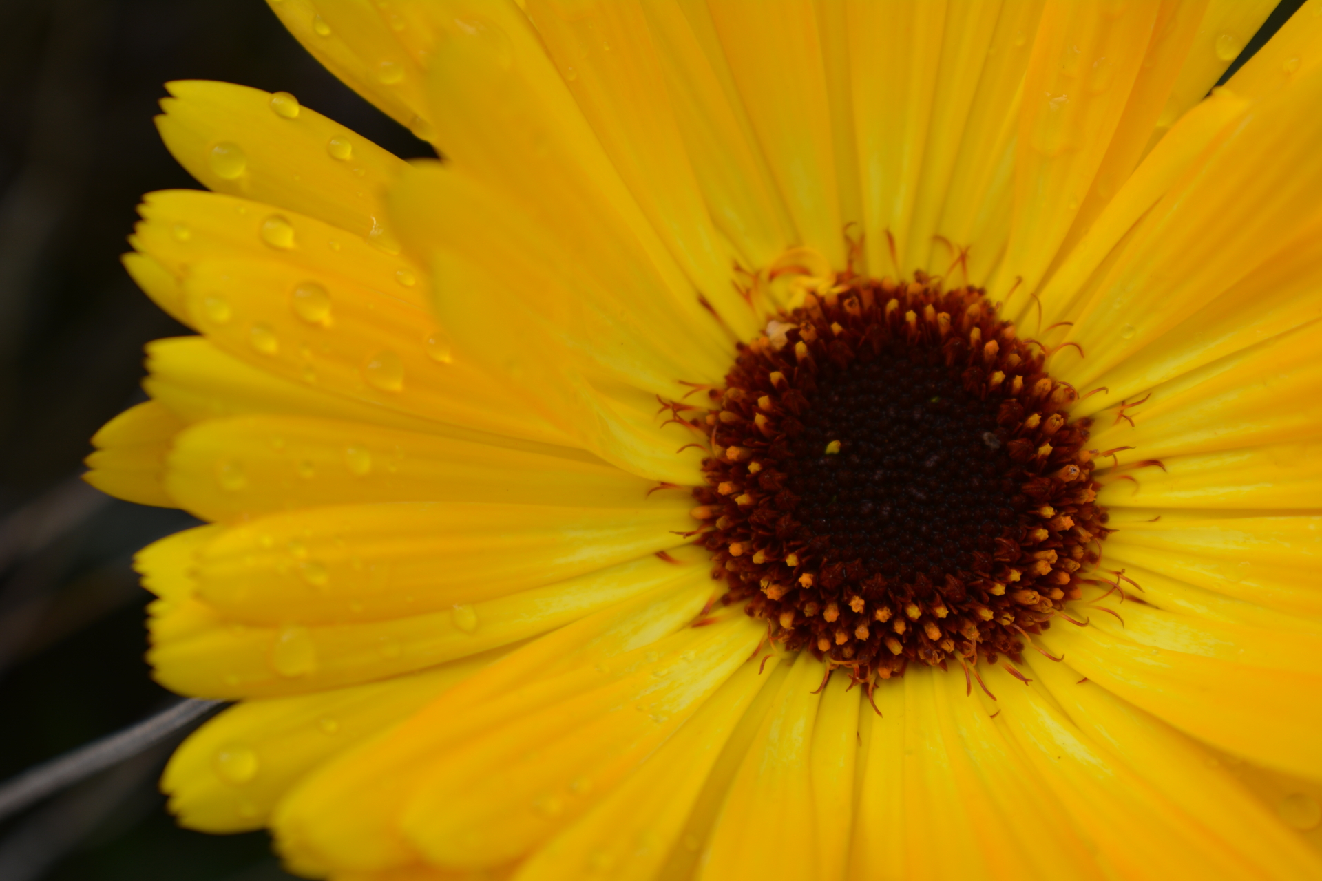 Невен от Поля Панталеева - PolyaP