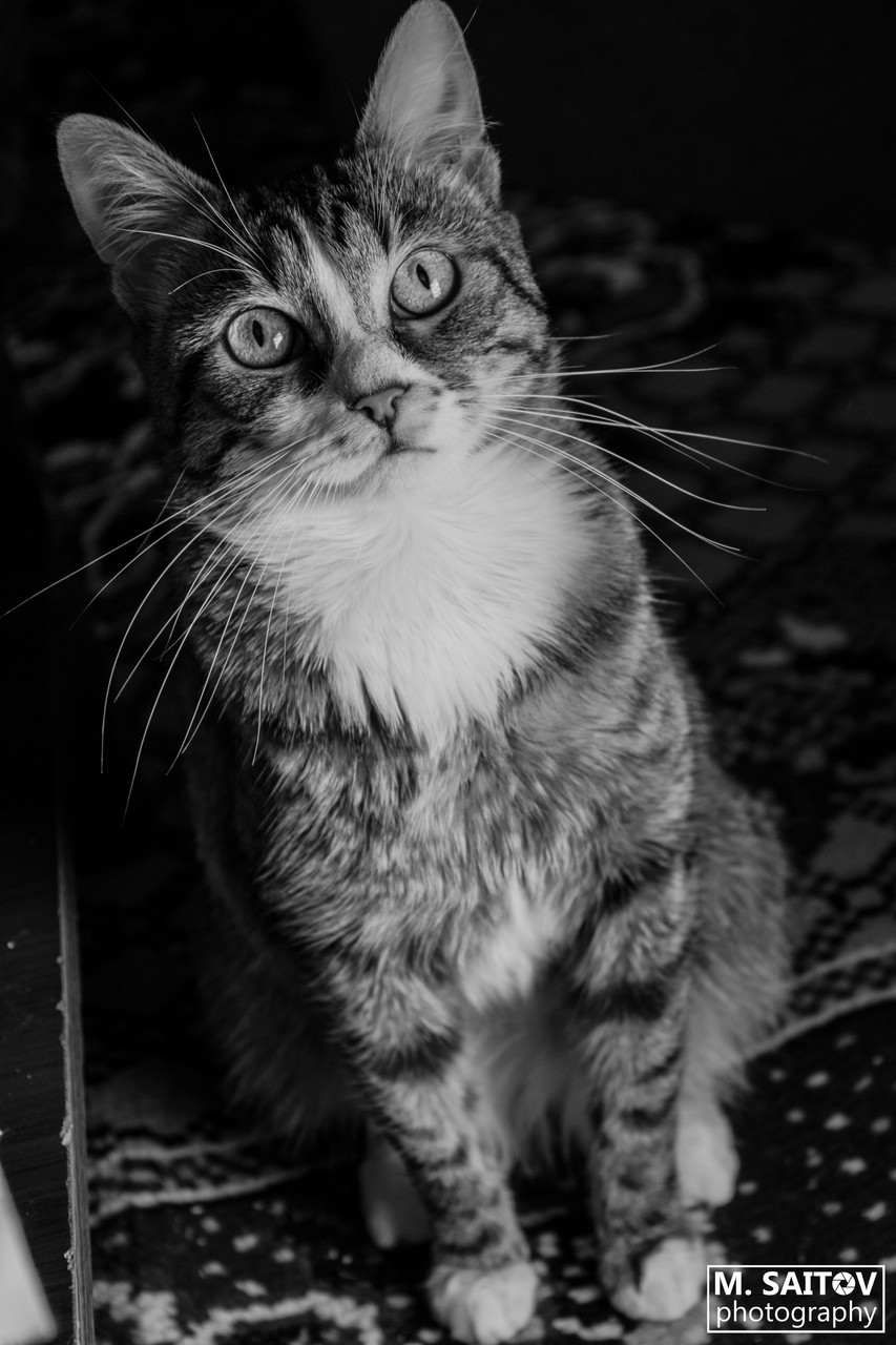 Чоки от medjit saitov - saitov