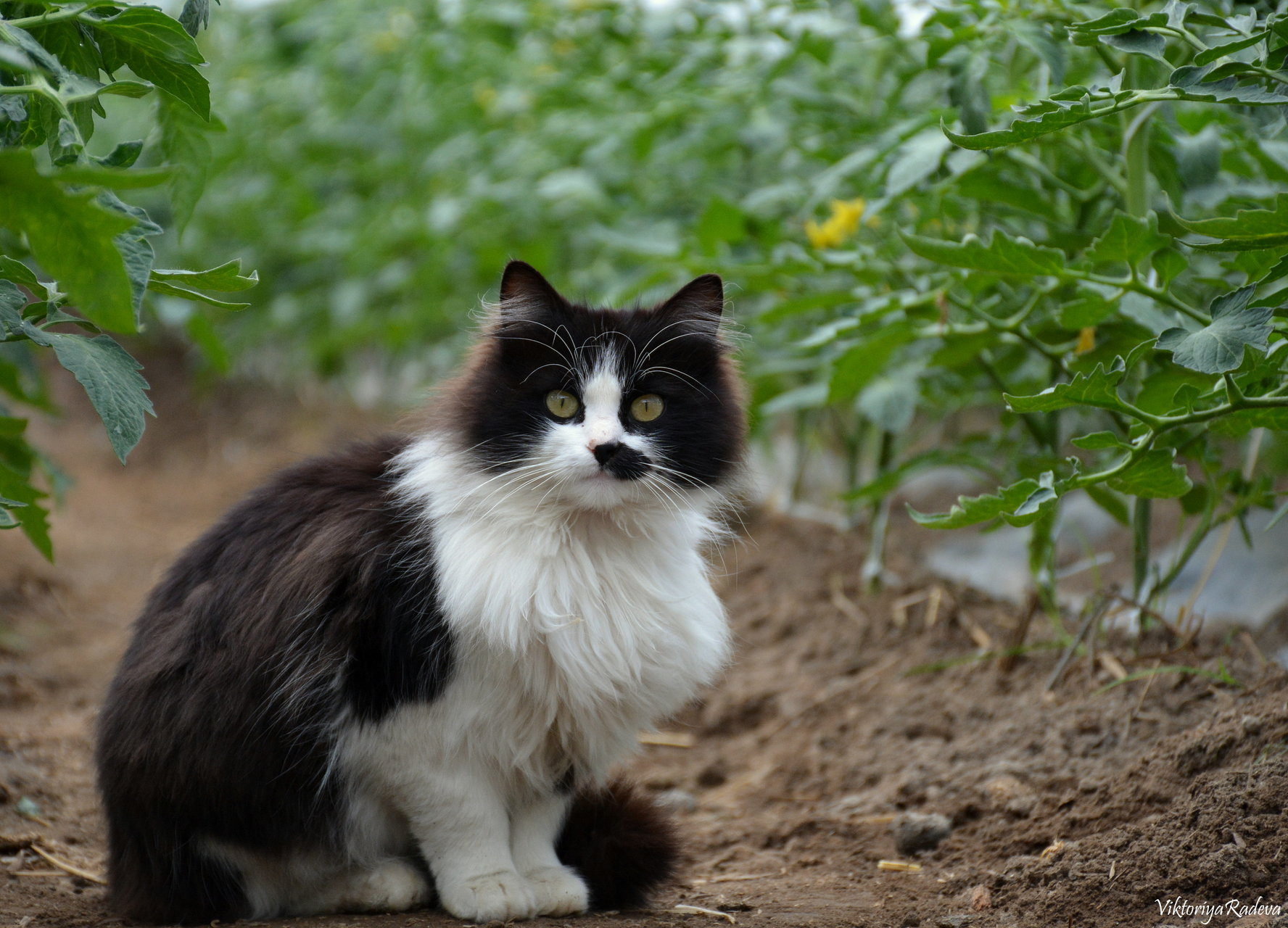 Farm Cat от Viktoriya - Viktoriya_Radeva