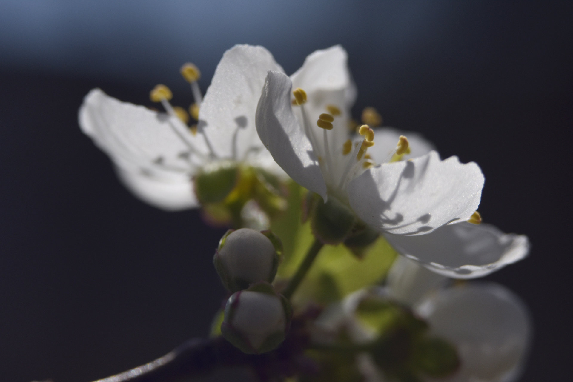 spring flowers VI от Ivelina Ivanova - ivsebastian