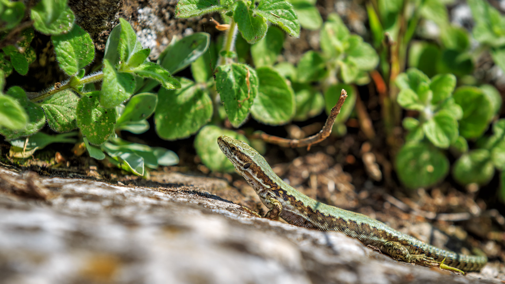 Lizard taking a sunbathe от  - ceko_