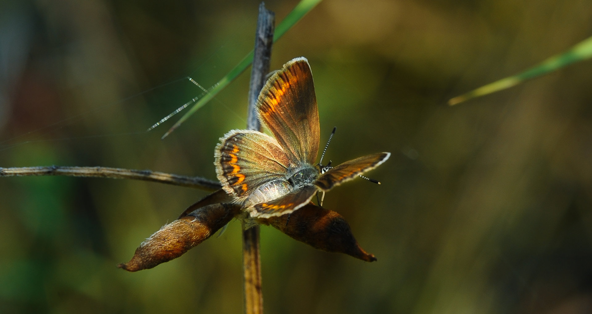 Кафява синевка-Aricia agestis-Brown argus от Marian Tomov - Томато