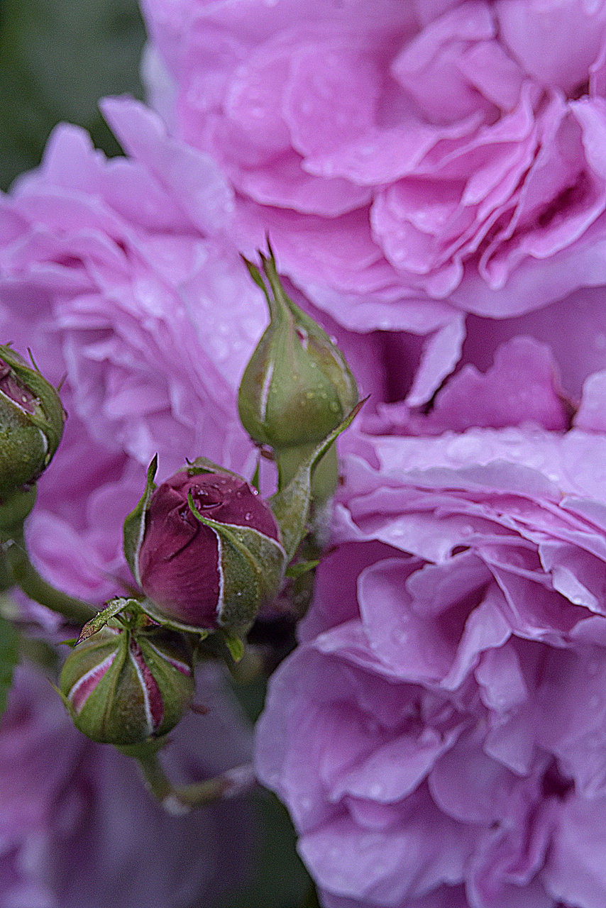 pink rose III от Ivelina Ivanova - ivsebastian