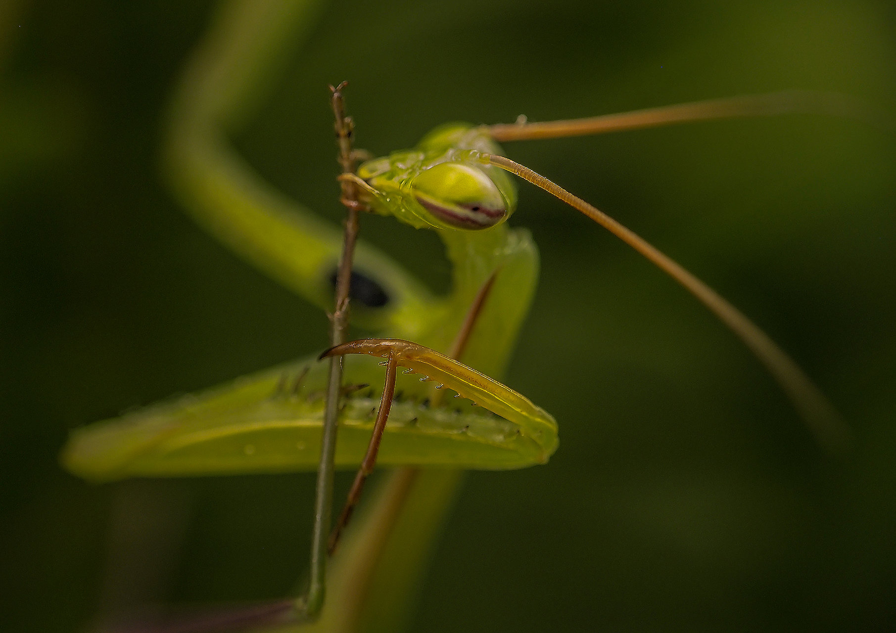 Mantis Religiosa | Author Stefan Georgiev - StefanGeorgiev | PHOTO FORUM