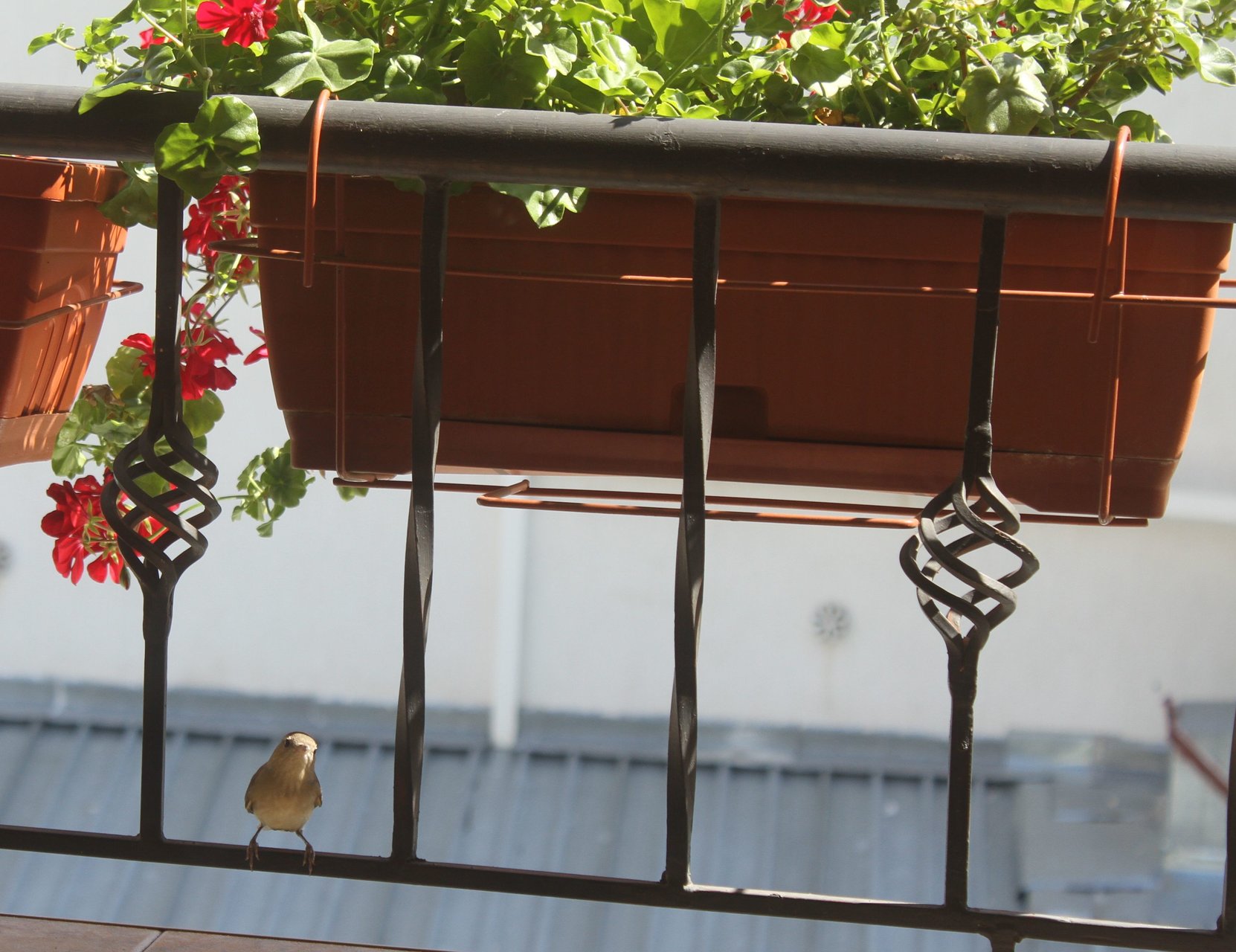 Градинско коприварче 5 от Милчо Йовчев - geg