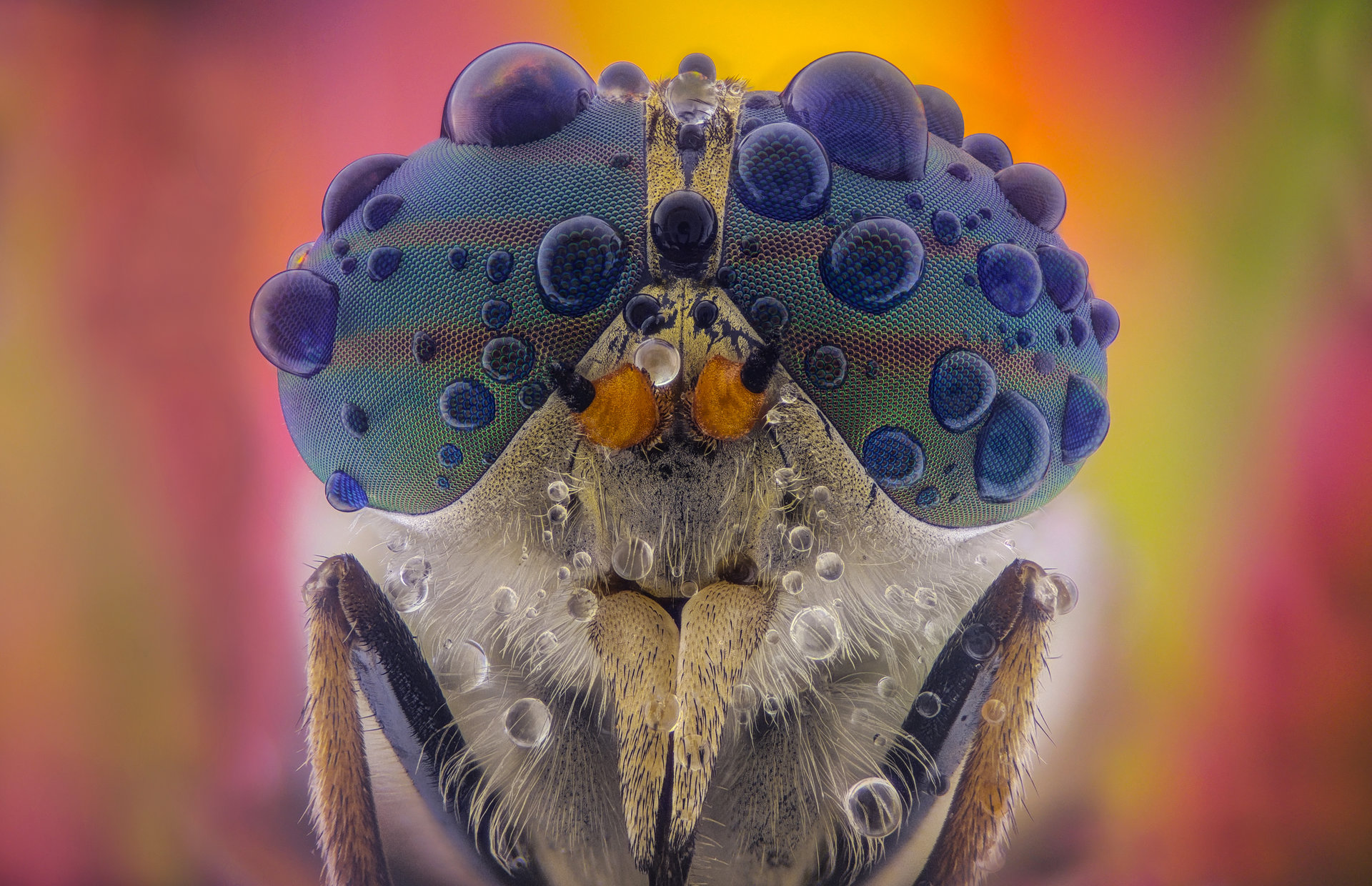 Конска муха (Horsefly) | Author Tsvetan Ganev - ceclii | PHOTO FORUM