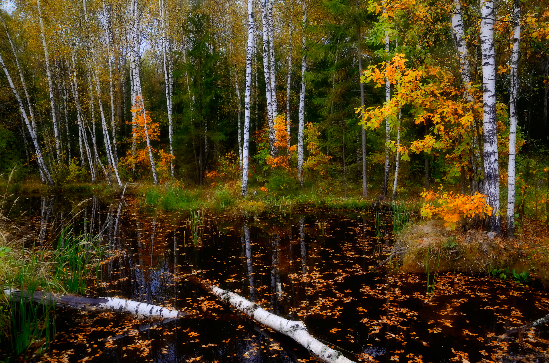 Пейзаж болота и леса. Болото Мещера осень. Березово-Сосновый заболоченный лес. Рябиновое болото Рязань. Осенний лес.