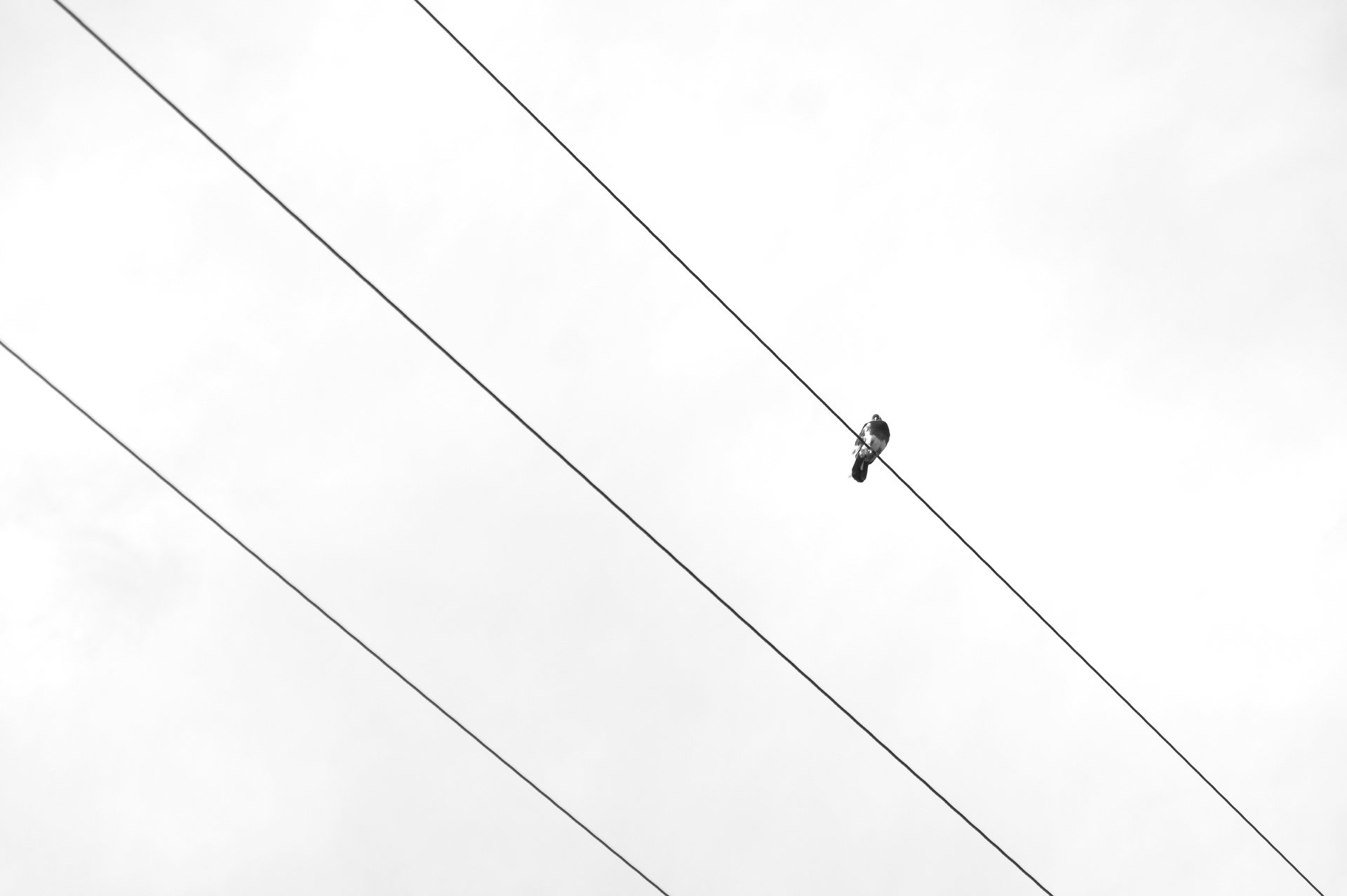 гълъб от александър илиев - Alfa_prime