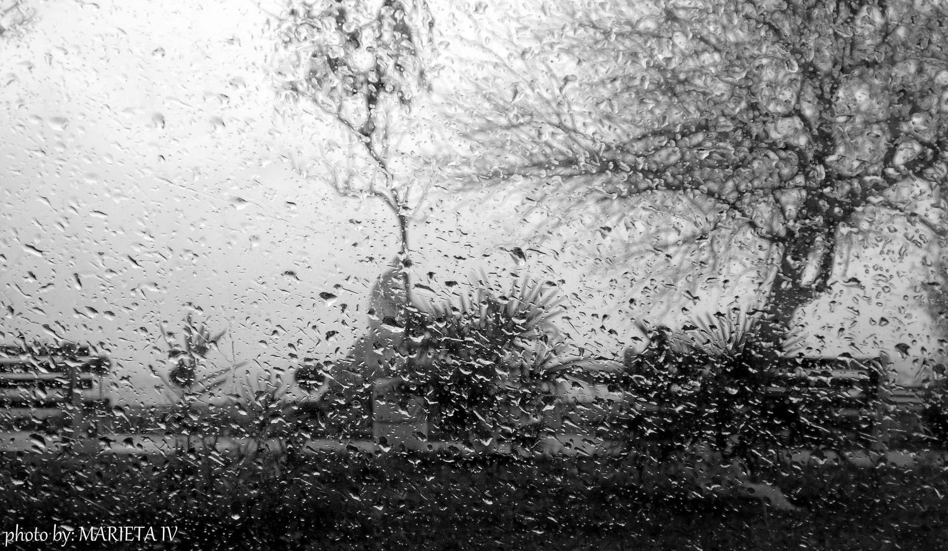 Яворов кът от Marieta Ivanova - marietiv