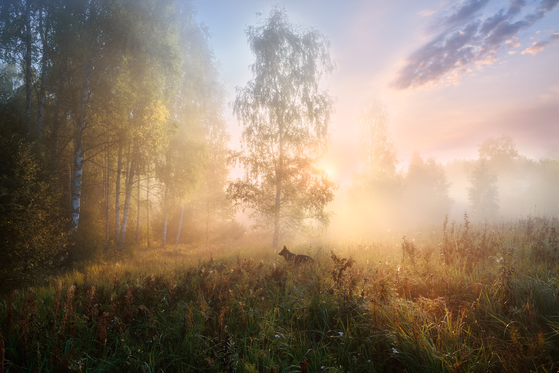 Спокойно ранним утром в глухом. Утро в лесу. Утренний лес. Утренний туман в лесу.