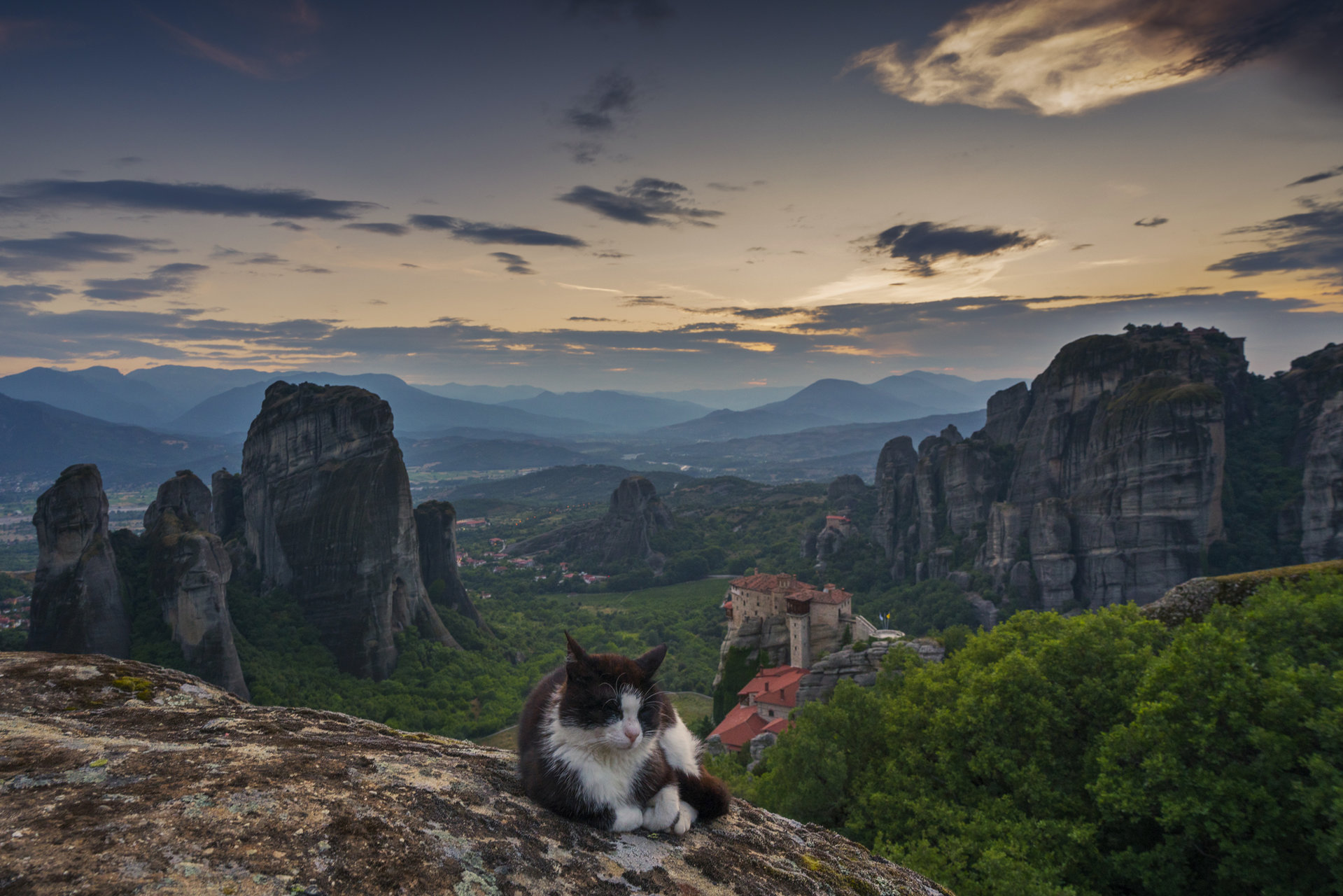 кот в горах