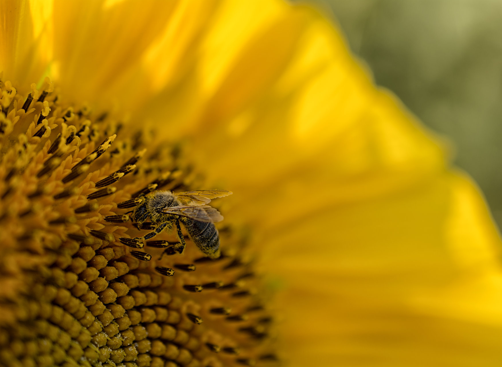 Медоносната пчела / Apis mellifera от Milen Hristov - milenskiat