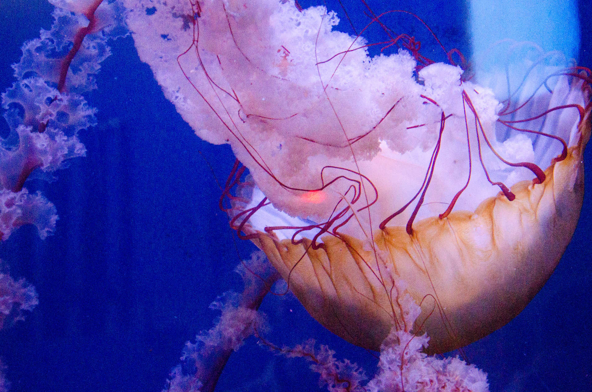 Медуза от Стефан Карагрошев - stefsan