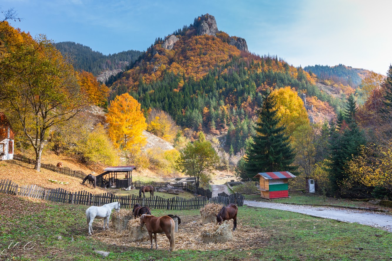Есенен Орфей от Ярек Чепурной - yarek