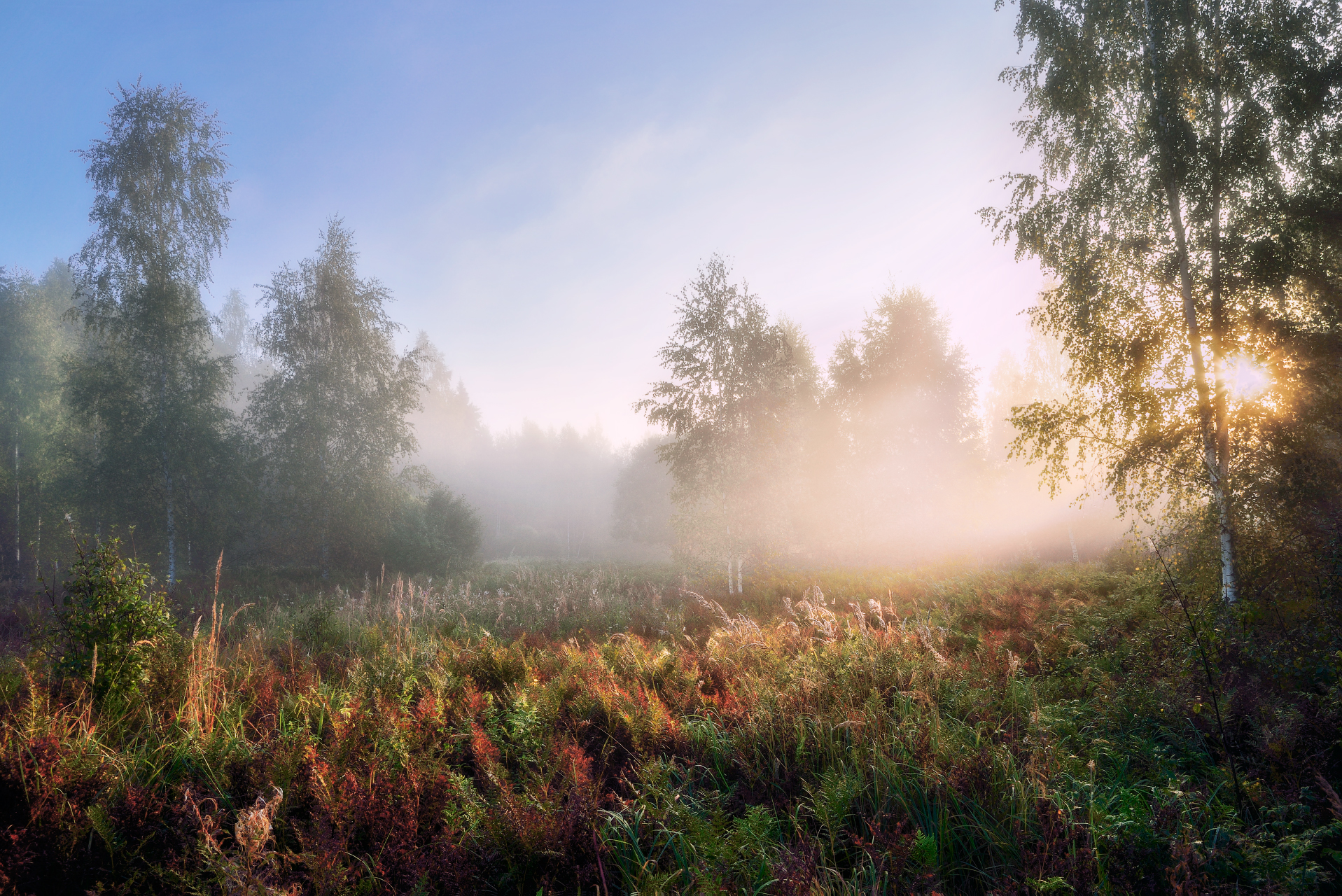 Чуть светает. Утренний туман. Туманное утро. Утро в лесу. "Солнце в лесу".