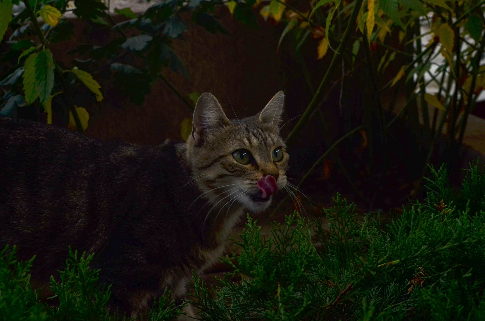 Котки в цяла страна от Галя Паскалева - Tpiidei