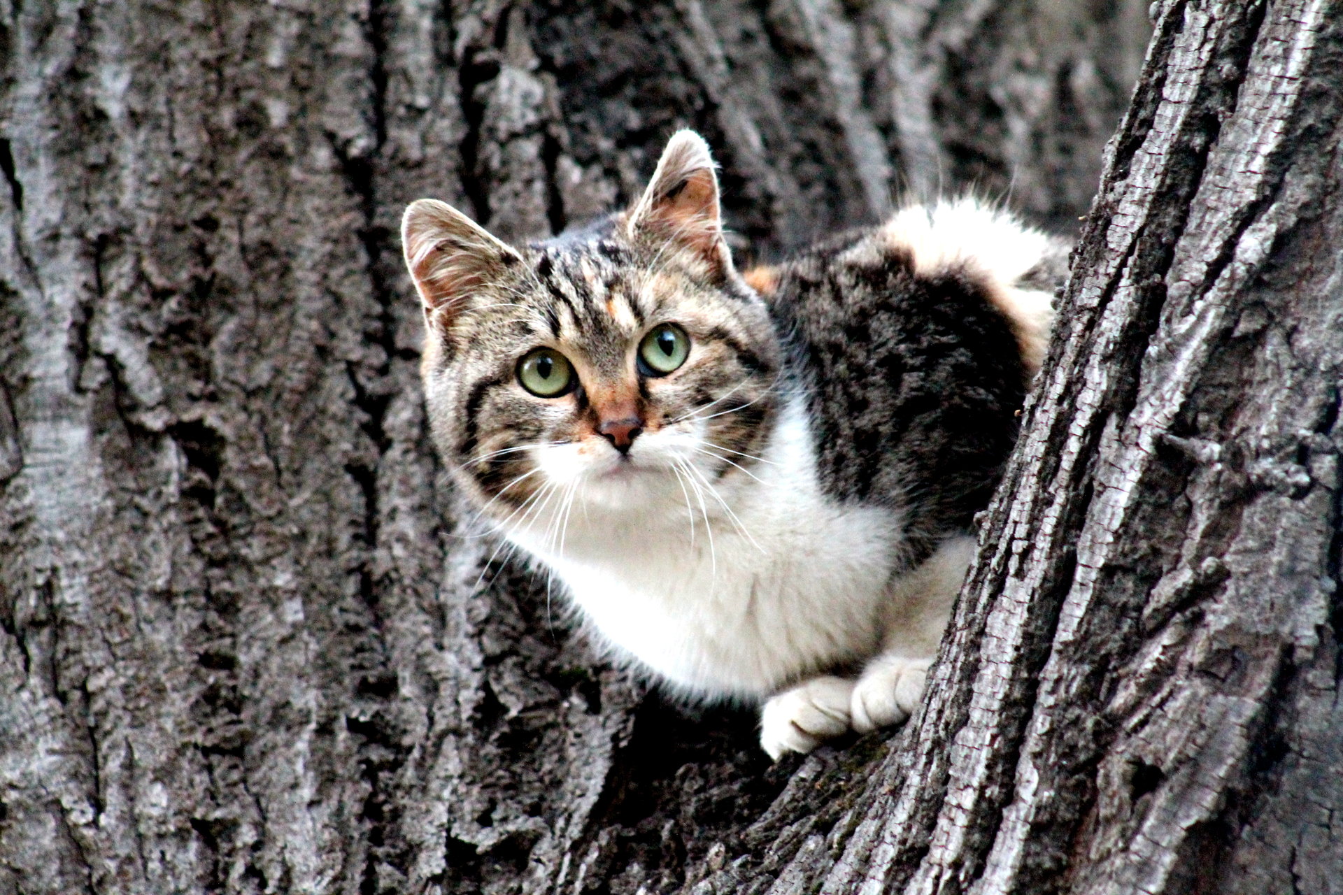 Коте на дърво | Author Svetlana Todorova - SvetlaTo | PHOTO FORUM