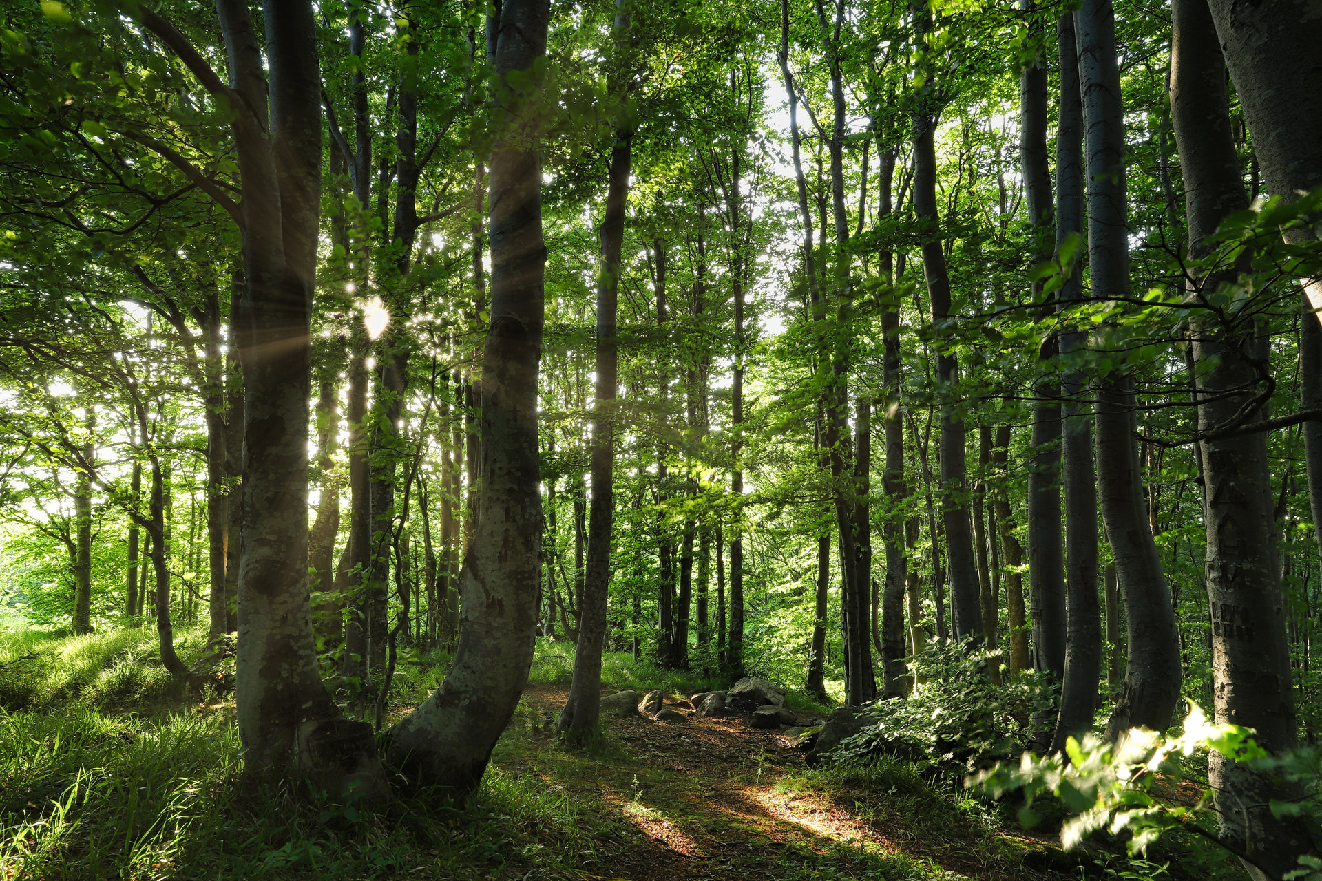 Слънчеви лъчи в буковата гора от cvetomir Hristov - cetsy