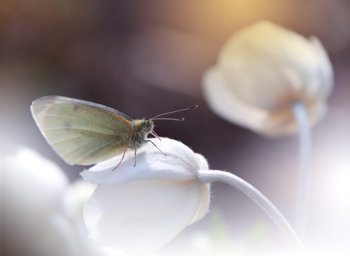 Butterfly and Anemone.. от Jivi Nancheva - JULIANA_NAN