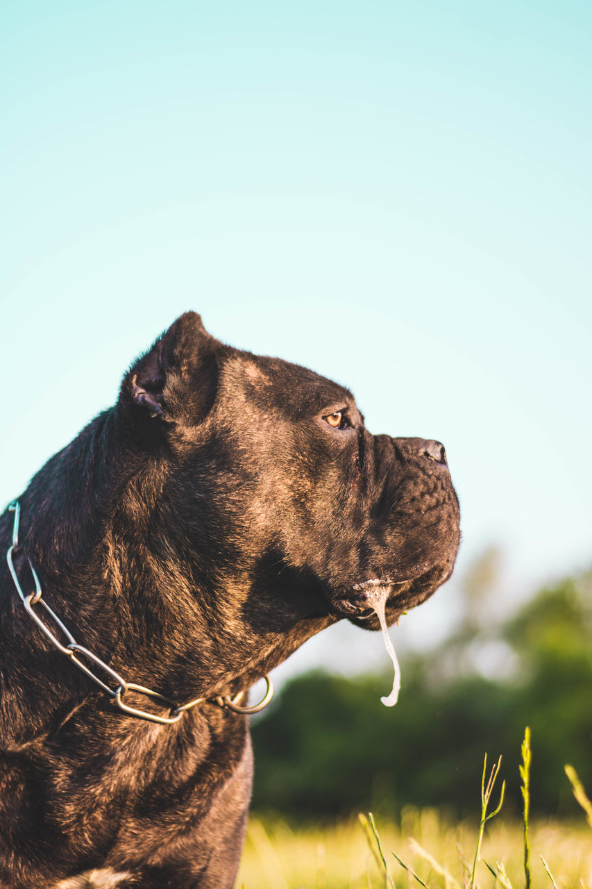 Cane Corso от Petar Dimitrov - pt.dimitrovv