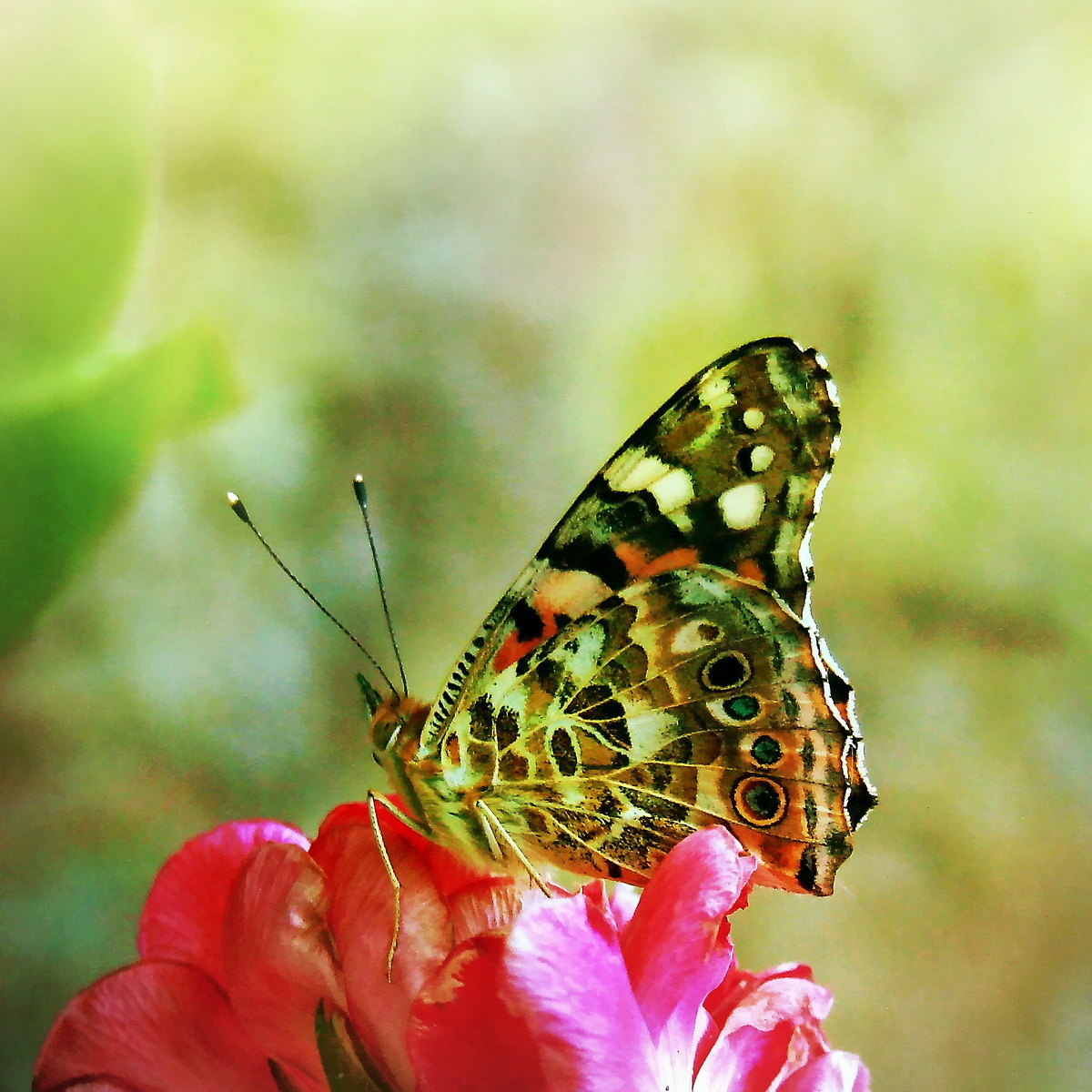 Дяволска пеперуда... от Rayna Ivanova - r_iva
