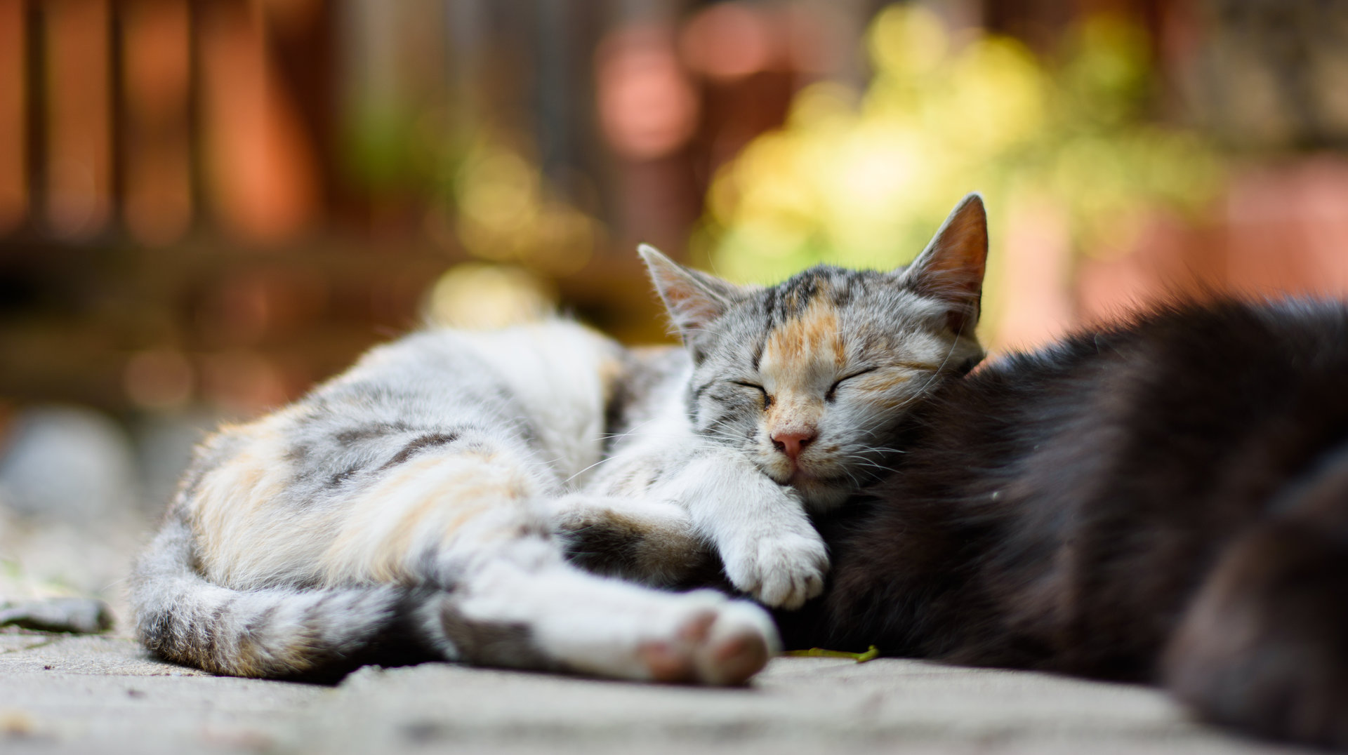 Sleeping ball of fur от Martin Zahariev - sofography