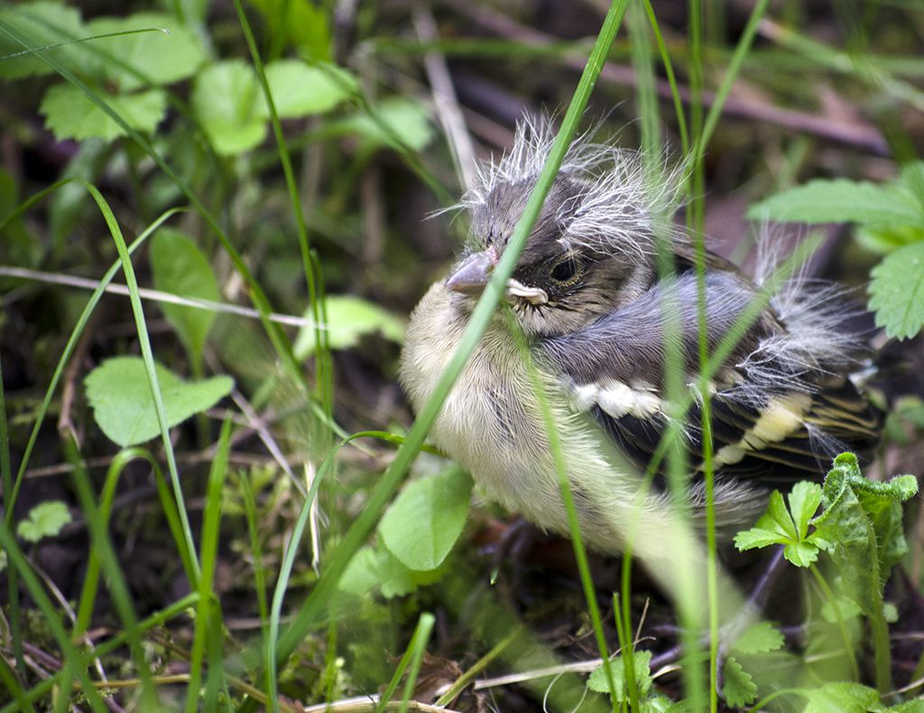 Птичка, изпаднала от гнездото от Александър Ангелов - al_angelov
