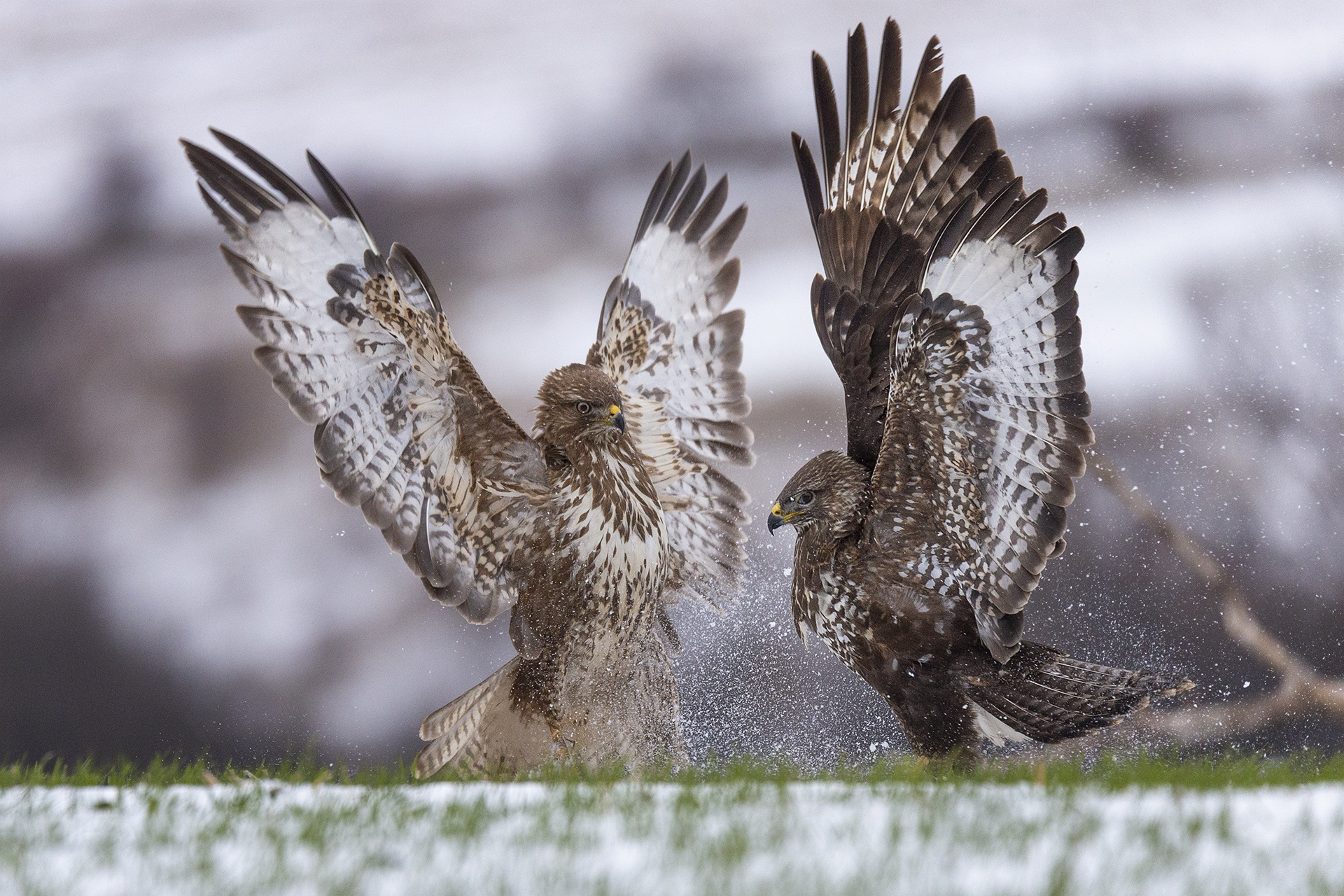 Buteo buteo от Petar Bogdanov - pepelqn