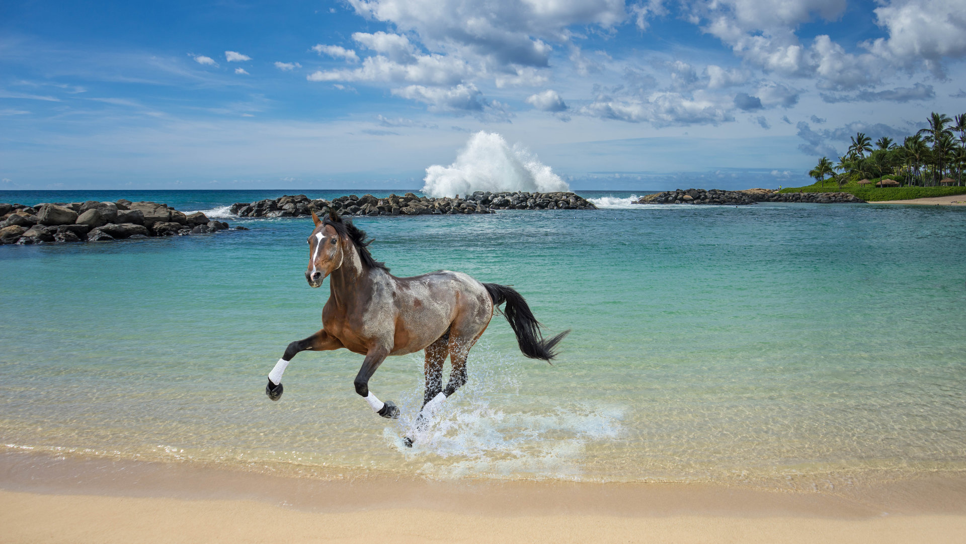 Фото лошадей в воде