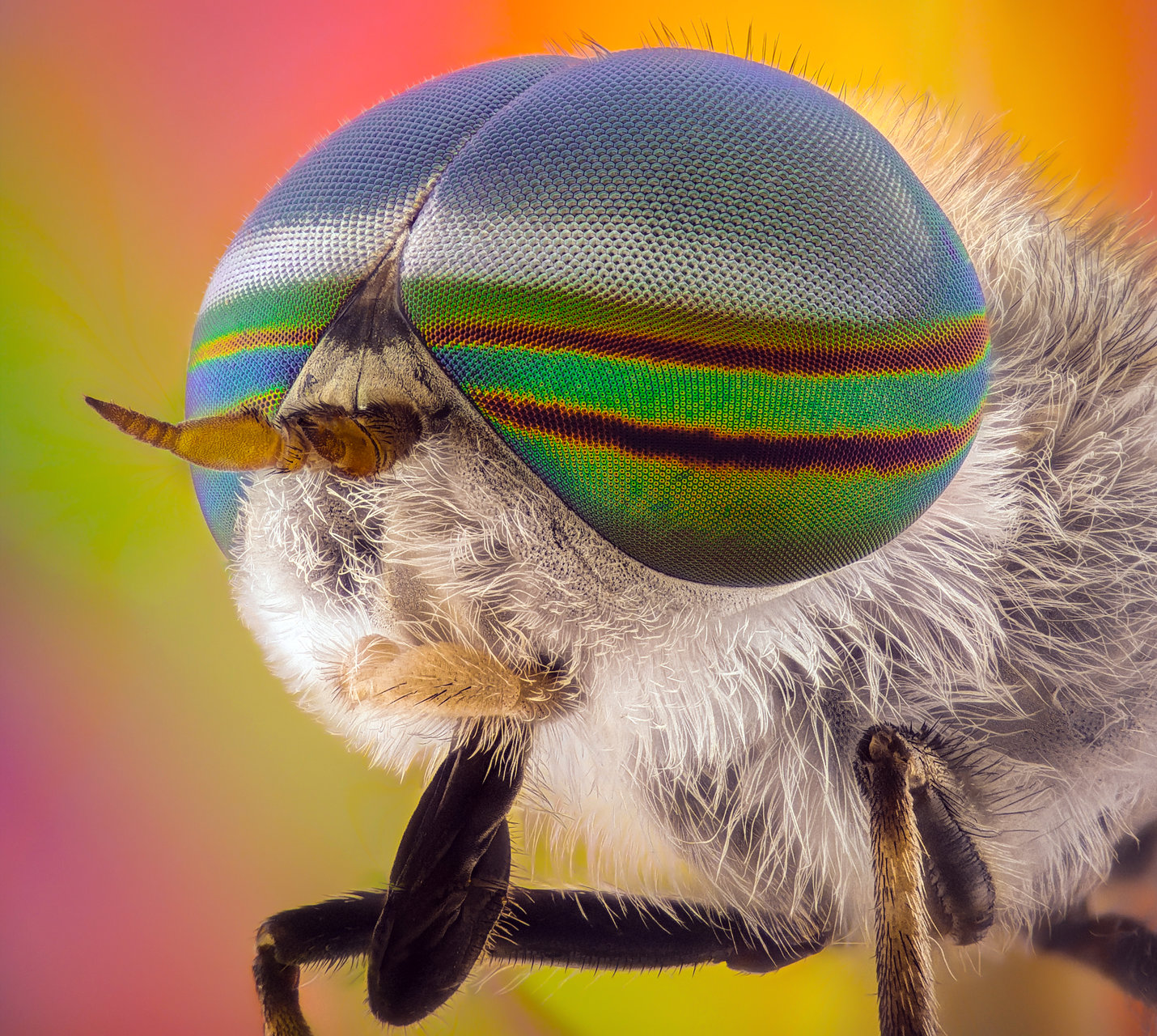 Най красивата муха от Tsvetan Ganev - ceclii