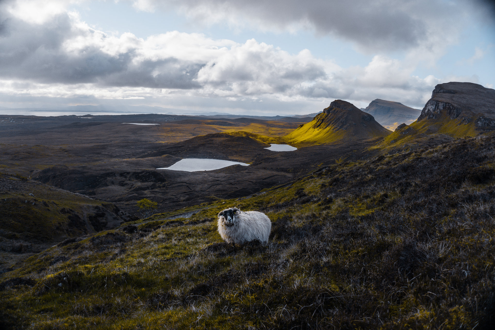 Овца на остров Скай от Ida Stoycheva - Dragonbutt