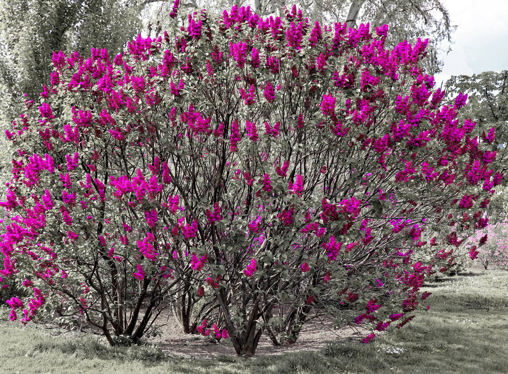 Само цвят лилав! от Marina Nizamska - marinizam
