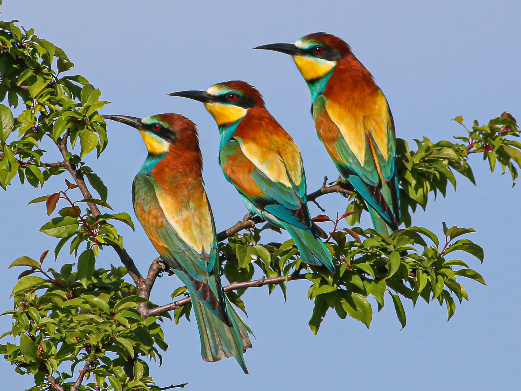 Tree little birds от Ко Кей - kes