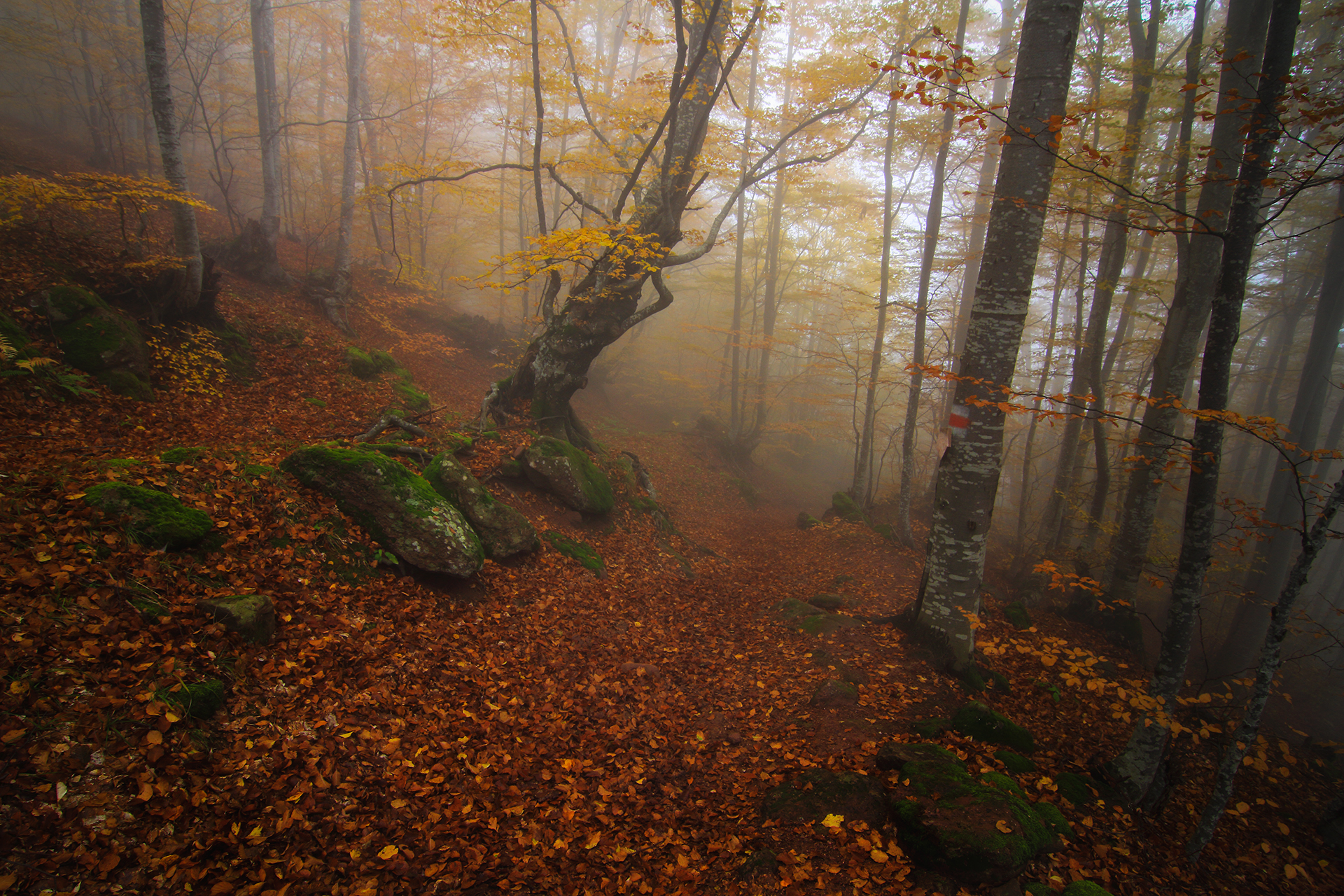 Есен в мъгливата гора от Emiliyan Evdokimov - evdokimov_emo